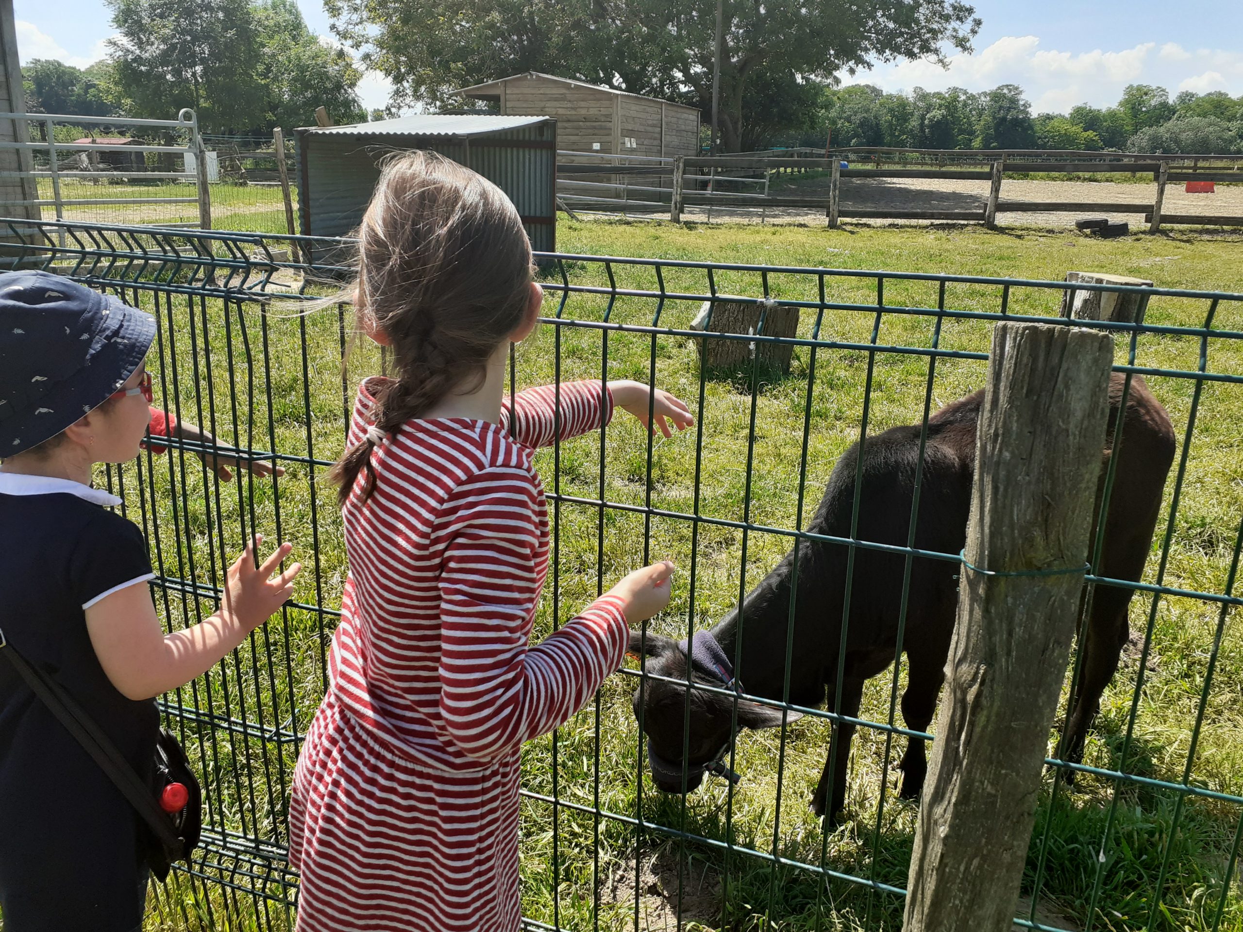 Des enfants devant une chèvre